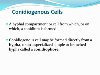Conidiogenous Cells
 A hyphal compartment or cell from which, or on
which, a conidium is formed
 Conidiogenous cell may be formed directly from a
hypha, or on a specialized simple or branched
hypha called a conidiophore.
 