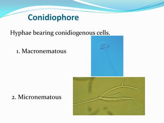 Conidiophore
Hyphae bearing conidiogenous cells.
1. Macronematous
2. Micronematous
 