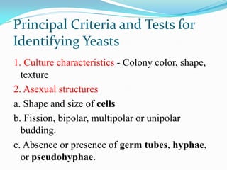 Principal Criteria and Tests for
Identifying Yeasts
1. Culture characteristics - Colony color, shape,
texture
2. Asexual structures
a. Shape and size of cells
b. Fission, bipolar, multipolar or unipolar
budding.
c. Absence or presence of germ tubes, hyphae,
or pseudohyphae.
 