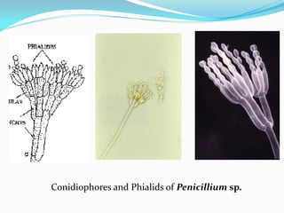 Conidiophores and Phialids of Penicillium sp.
 