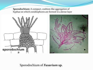 Sporodochium of Fusarium sp.
Sporodochium: A compact, cushion-like aggregation of
hyphae on which conidiophores are formed in a dense layer
 