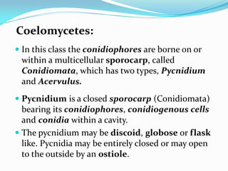 Coelomycetes:
 In this class the conidiophores are borne on or
within a multicellular sporocarp, called
Conidiomata, which has two types, Pycnidium
and Acervulus.
 Pycnidium is a closed sporocarp (Conidiomata)
bearing its conidiophores, conidiogenous cells
and conidia within a cavity.
 The pycnidium may be discoid, globose or flask
like. Pycnidia may be entirely closed or may open
to the outside by an ostiole.
 