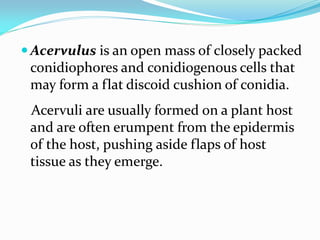  Acervulus is an open mass of closely packed
conidiophores and conidiogenous cells that
may form a flat discoid cushion of conidia.
Acervuli are usually formed on a plant host
and are often erumpent from the epidermis
of the host, pushing aside flaps of host
tissue as they emerge.
 