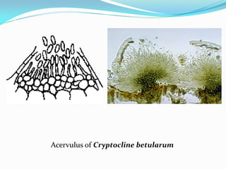 Acervulus of Cryptocline betularum
 