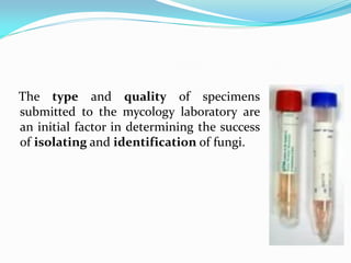 The type and quality of specimens
submitted to the mycology laboratory are
an initial factor in determining the success
of isolating and identification of fungi.
 