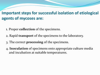 Important steps for successful isolation of etiological
agents of mycoses are:
1. Proper collection of the specimens.
2. Rapid transport of the specimens to the laboratory.
3. The correct processing of the specimens.
4. Inoculation of specimens onto appropriate culture media
and incubation at suitable temperatures.
 