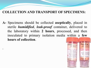 COLLECTION AND TRANSPORT OF SPECIMENS:
A- Specimens should be collected aseptically, placed in
sterile humidified, leak-proof container, delivered to
the laboratory within 2 hours, processed, and then
inoculated to primary isolation media within a few
hours of collection.
.
 