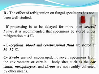 B - The effect of refrigeration on fungal specimens has not
been well-studied.
- If processing is to be delayed for more than several
hours, it is recommended that specimens be stored under
refrigeration at 4 ̊C.
- Exceptions: blood and cerebrospinal fluid are stored at
30- 37 ̊C.
C- Swabs are not encouraged; however, specimens from
the environment or certain body sites such as the ear
canal, nasopharynx, and throat are not readily collected
by other means.
 