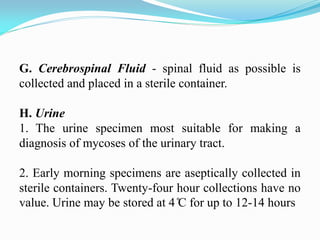 G. Cerebrospinal Fluid - spinal fluid as possible is
collected and placed in a sterile container.
H. Urine
1. The urine specimen most suitable for making a
diagnosis of mycoses of the urinary tract.
2. Early morning specimens are aseptically collected in
sterile containers. Twenty-four hour collections have no
value. Urine may be stored at 4 ̊C for up to 12-14 hours
 