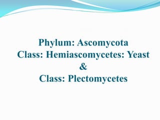 Phylum: Ascomycota
Class: Hemiascomycetes: Yeast
&
Class: Plectomycetes
 