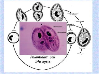 Balantidium coli Life cycle 