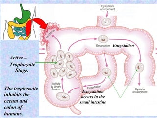 Active –  Trophozoite  Stage. Cyst Phase. Encystation  Excystation occurs in the small intestine The trophozoite inhabits the cecum and colon of humans. 