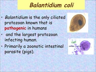 Balantidium  is the only ciliated protozoan known that is  pathogenic  in humans and the largest protozoan infecting human.  Primarily a zoonotic intestinal parasite (pigs). cyst Balantidium coli 