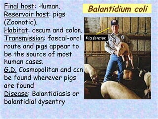 Final host : Human. Reservoir host : pigs (Zoonotic). Habitat : cecum and colon. Transmission : faecal-oral route and pigs appear to be the source of most human cases. G.D.  Cosmopolitan and can be found wherever pigs are found Disease : Balantidiasis or balantidial dysentry Pig farmer. Balantidium coli 