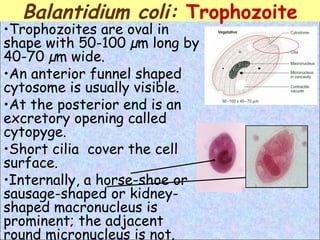 Trophozoites are oval in shape with 50-100 µm long by 40-70 µm wide. An anterior funnel shaped cytosome is usually visible. At the posterior end is an excretory opening called cytopyge.  Short cilia  cover the cell surface.  Internally, a horse-shoe or sausage-shaped or kidney-shaped macronucleus is prominent; the adjacent round micronucleus is not.  Balantidium coli:  T rophozoite 
