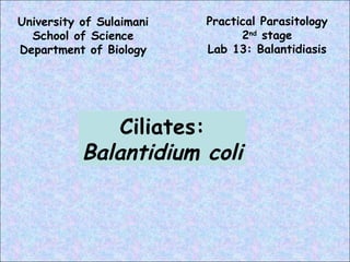 University of Sulaimani School of Science Department of Biology Practical Parasitology 2 nd  stage Lab 13: Balantidiasis Ciliates: Balantidium coli 