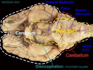 INFERIOR VIEW Ventral Midbrain
Pons Medulla
Oblongata
Spinal
Cord
Diencephalon: PITUITARY GLAND
 