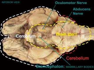 INFERIOR VIEW
Diencephalon: MAMMILLARY BODIES
Oculomotor Nerve
Abducens
Nerve
 