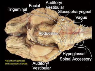 Note the trigeminal
and abducens nerves.
 
