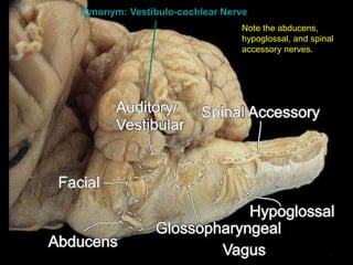 Note the abducens,
hypoglossal, and spinal
accessory nerves.
Synonym: Vestibulo-cochlear Nerve
 
