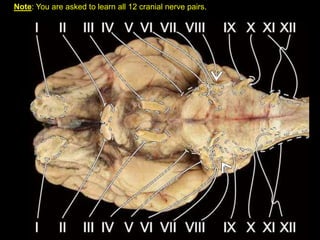 Note: You are asked to learn all 12 cranial nerve pairs.
 