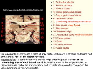 Caudate nucleus: comprises a mass of gray matter in the corpus striatum and forms part
of the lateral roof of the lateral ventricle.
Hippocampus: : a curved seahorse-shaped ridge extending over the roof of the
descending horn of each lateral ventricle, but tissue within the temporal lobe; the
hippocampus is part of the limbic system, and consists of gray matter covered on the
ventricular surface with white matter.
From: www.neuropat.dote.hu/anastru/test2na.htm
(near Pons)
Connecting tissue between colliculi
(cerebral aqueduct)
 