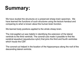 Summary:
We have studied the structures on a preserved sheep brain specimen. We
have learned the functions of such structures using the lecture handout and
comparing to what is known about the human brain function.
We learned body positions applied to the whole sheep brain.
The mid-sagittal cut was helpful in identifying the extension of the lateral
ventricle to the third ventricle. The coronal cuts made it possible to find the
cerebral aqueduct (aqueductus sylvii) that joins the third and fourth ventricles
which house the CSF.
The coronal cut helped in the location of the hippocampus along the roof of the
descending lateral ventricle.
 