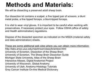 Methods and Materials:
We will be dissecting a preserved adult sheep brain.
Our dissection kit contains a scalpel, a fine tipped pair of scissors, a blunt
metal probe, a fine tipped forceps, a blunt-tipped forceps.
It is vital to wear vinyl gloves. It is important to be careful when working with
preservatives. If necessary protect your eyes. Follow OSHA (office of safety
and Health administration) regulations.
Dispose of the dissected specimen as indicated on the MSDA (material safety
and data administration) sheets.
These are some additional web sites where you can obtain more information:
http://labs.ansci.uiuc.edu/rwjohnson/class/braintext.html
University of Scranton, Dissection of the Sheep Brain
University of Scranton, The Sheep Brain Dissection Guide
Michigan State University, Atlas of the Sheep Brain
Interactive Atlases, Digital Anatomist Project
University of Wisconsin, Global Anatomy
University of Utah, Anatomy-Histology Tutorials
Gray Cancer Institute On-line Medical Dictionary
 