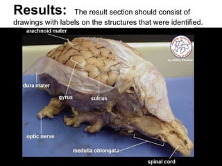 Results: The result section should consist of
drawings with labels on the structures that were identified.
 