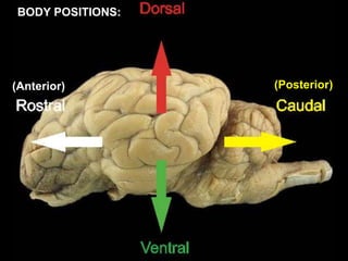 (Anterior) (Posterior)
BODY POSITIONS:
 