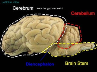 Diencephalon
LATERAL VIEW
Note the gyri and sulci.
 