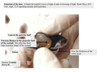 Sensory  Cranial Nerve II Sclera Lens in the anterior half Vitreous Humor in the posterior half of the eyeball:  this jelly-like fluid   helps maintain shape of the eyeball Function of the lens:  it bends the parallel waves of light; it aids in focusing of light. Read TB, p. 457, Clin. Appl. 12.5 regarding myopia and hyperopia. Note the thickness of the sclera layer. 