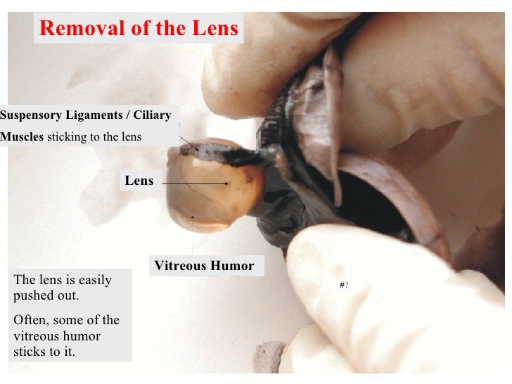 Scarica Gratis Images Lab 15 Sheepeyediss actualisé salutations