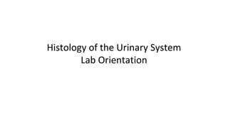 Histology of the Urinary System
Lab Orientation
 