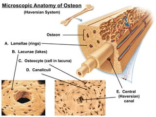 Comprehensive Anatomy Lab 1: Axial Skeletal System and Osteon ...