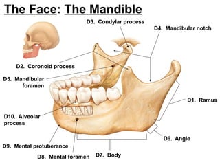 Comprehensive Anatomy Lab 1: Axial Skeletal System and Osteon ...