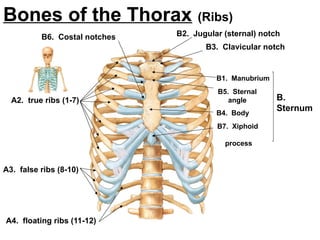 Axel Ribs Comprehensive Anatomy Lab 1: Axial Skeletal System and Osteon ...