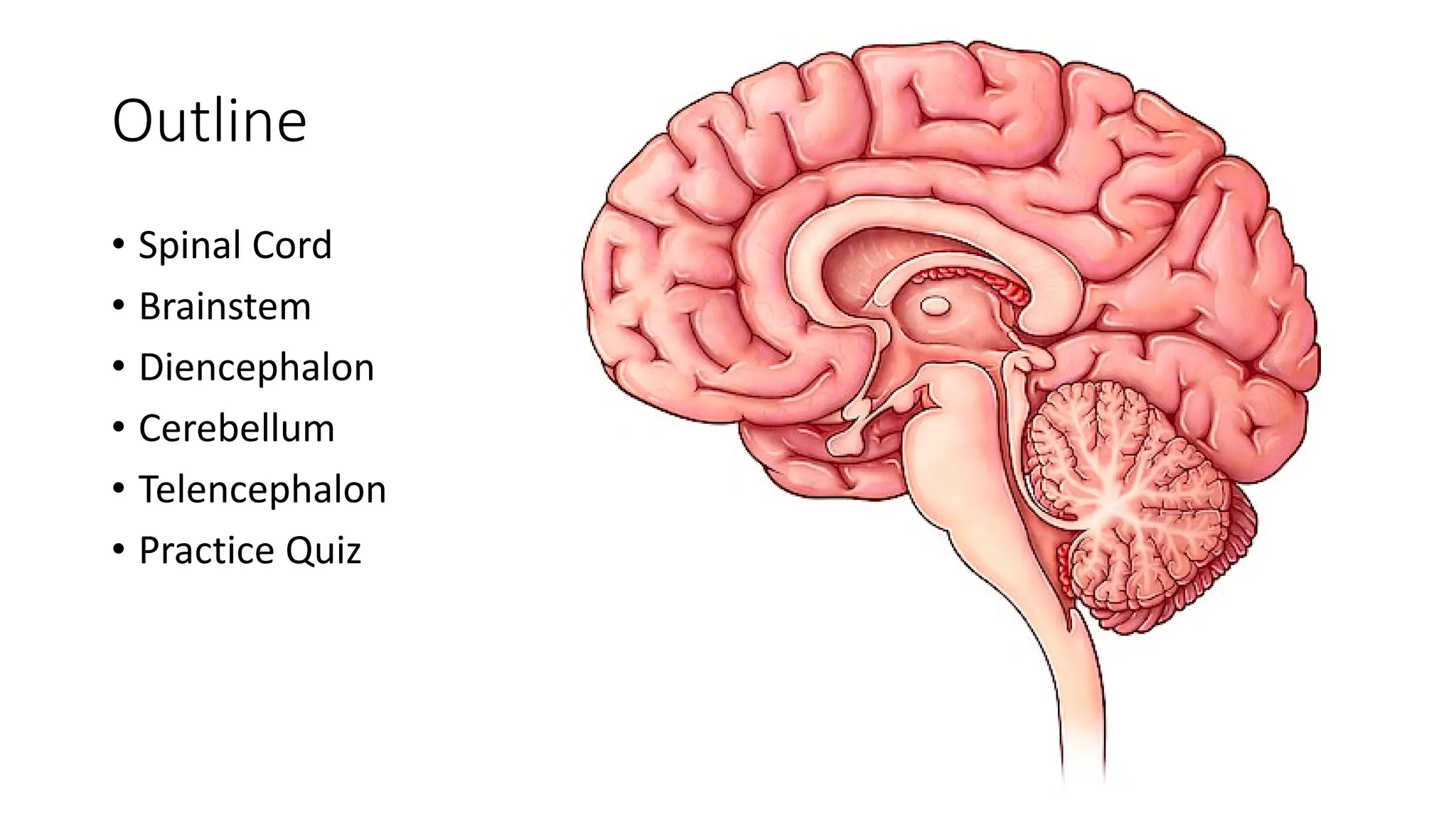 Lab 1 intro brain anatomy presentation.pdf