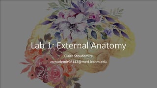 Lab 1: External Anatomy
Claire Stoudemire
cstoudemir98142@med.lecom.edu
 