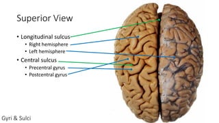 Lab 1 intro brain anatomy presentation.pdf