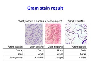 Comprehensive Guide to Bacterial Staining Techniques and Gram Staining ...