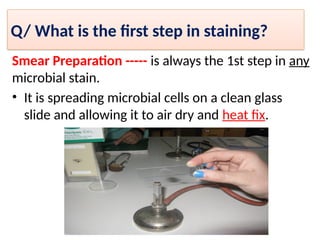 Comprehensive Guide to Bacterial Staining Techniques and Gram Staining ...