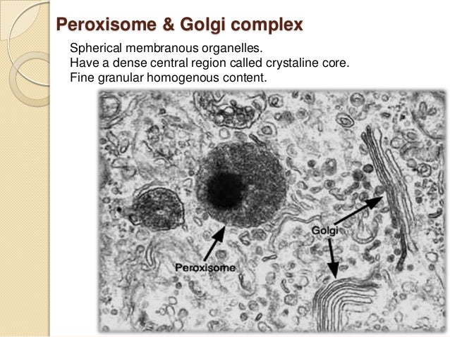 Lab 1st Year Cytology