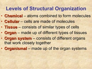Levels of Structural Organization Chemical  – atoms combined to form molecules Cellular  – cells are made of molecules Tissue  – consists of similar types of cells Organ  – made up of different types of tissues Organ system  – consists of different organs that work closely together Organismal  – made up of the organ systems 