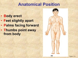 Anatomical Position B ody erect  F eet slightly apart P alms facing forward  T humbs point away from body Figure 1.7a 