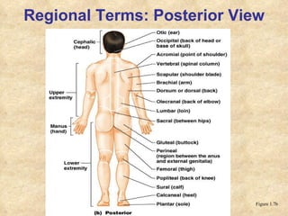 Regional Terms: Posterior View Figure 1.7b 