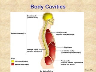 Body Cavities Figure 1.9a 