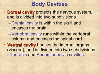 Body Cavities Dorsal cavity  protects the nervous system, and is divided into two subdivisions Cranial cavity  is within the skull and encases the brain Vertebral cavity  runs within the vertebral column and encases the spinal cord Ventral cavity  houses the internal organs (viscera), and is divided into two subdivisions:  -   Thoracic  and  Abdominopelvic cavities 