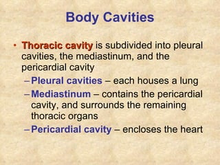 Body Cavities Thoracic cavity  is subdivided into pleural cavities, the mediastinum, and the pericardial cavity Pleural cavities  – each houses a lung Mediastinum  – contains the pericardial cavity, and surrounds the remaining thoracic organs Pericardial cavity  – encloses the heart 