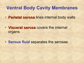 Ventral Body Cavity Membranes Parietal serosa  lines internal body walls Visceral serosa  covers the internal organs Serous fluid  separates the serosae 